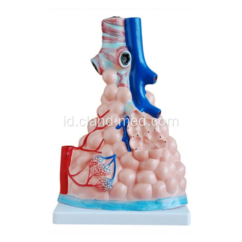 Model Alveoli Pulmonary yang diperbesar